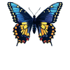 Butterfly Butterflies Butterfly