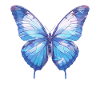 Butterfly Butterflies Butterfly