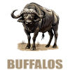 Buffles Buffalo Büffel