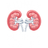 Nierenspender Niere Organspender