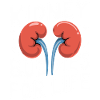 Nierenspender Niere Organspender