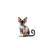 Jesus und meine Devon Rex
