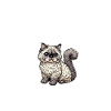 Jesus and my Selkirk Rex
