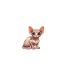 Jesus and my Sphynx