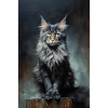 Chat Maine Coon
