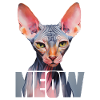 Chat Sphynx Miaoul