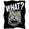 Cat - What?