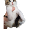 My little kitten