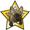Chiot bouledogue français avec étoile