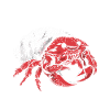 Best Hermit Crab Dad