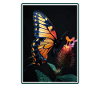 Butterfly Butterflies Butterfly