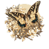 Butterfly Butterflies Butterfly