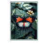 Butterfly Butterflies Butterfly