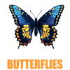 Butterfly Butterflies Butterfly