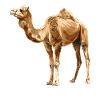 Camel Kamele Kamel