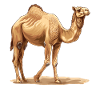 Camel Kamele Kamel