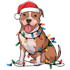 American Terrier Noël Noël