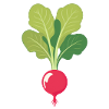 Radish