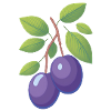 Plums on a branch