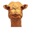 Camel Kamele Kamel