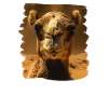 Camel Kamele Kamel