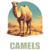 Chameau Kamele Kamel