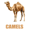 Camel Kamele Kamel