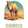 Camel Kamele Kamel