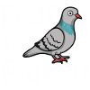 Pigeon Pigeons Animal Oiseau