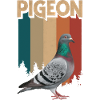 Pigeon Pigeons Animal Bird