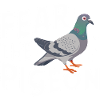 Taube Tauben Tier Vogel