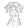 Deutsch Drahthaar Portrait Jagdhunde Hunde Jäger