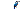 Kingfisher Heartbeat Design | Enestående