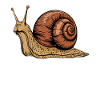 Snail Animal Graphic Illustration