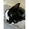 Black Baby cat