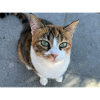 Wonder-cat