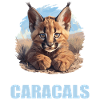 Caracal Karakale Karakal