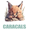 Caracal Karakale Karakal