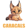Caracal Karakale Karakal