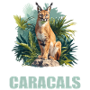 Caracal Karakale Karakal