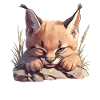 Caracal Karakale Karakal