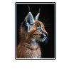 Caracal Karakale Karakal