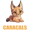 Caracal Karakale Karakal