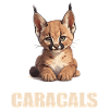 Caracal Karakale Karakal
