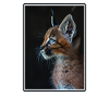 Caracal Karakale Karakal