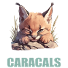 Caracal Karakale Karakal