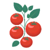 Tomates