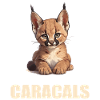 Caracal Karakale Karakal