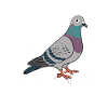 Pigeon Pigeons Animal Oiseau