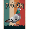 Pigeon Pigeons Animal Bird